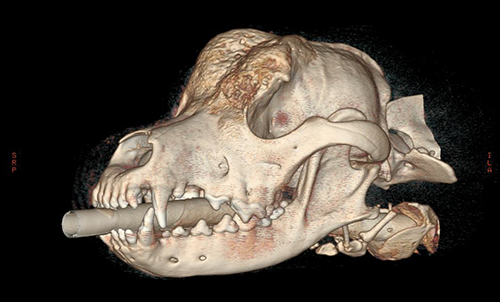 A 3D rendering of a CT scan shows the bone growth on Clubber's skull.