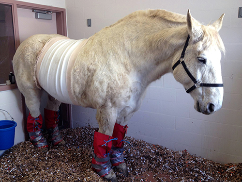 Duke recovering in the Moran Critical Care Center, New Bolton’s biosecure facility dedicated to colic patients.