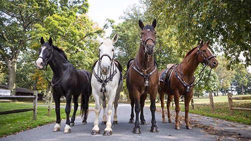 Duke, second from left, with fellow equine officers Liam, Ozzy, and Charlie