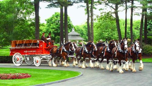 A team of Hallimore Clydesdales pulling the Studebaker wagon built in 1899.