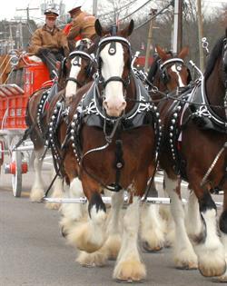 Windsor, leading a team of Clydesdales