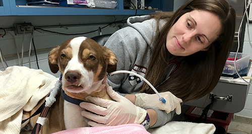 Merle receiving dialysis, with fourth-year student Jen Harvey