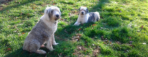 Ogee and Blue in the backyard