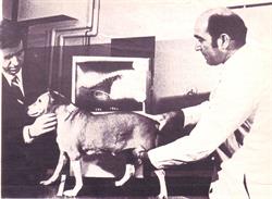 In 1967, Dr. James Buchanan (r) examines the first dog to receive a pacemaker.