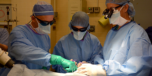 From left, Penn Med's Dr. Keith Cengel, Penn Vet's Dr. Nicole Scherrer and Penn Vet's Dr. Catherine Nunnery prepare for the laser treatment.