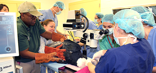 Philadelphia Zoo staff prepare Princess for surgery.