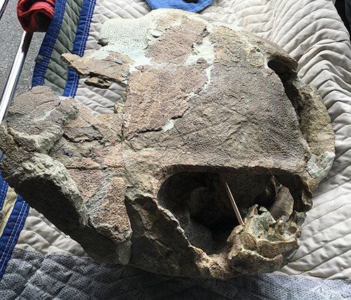 The 200-pound shell of the turtle fossil