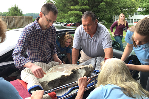 Members of New Bolton Center and the Museum work together to safely get the 200-pound turtle onto gurney.