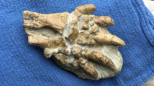 The 65 million-year-old fossilized turtle foot