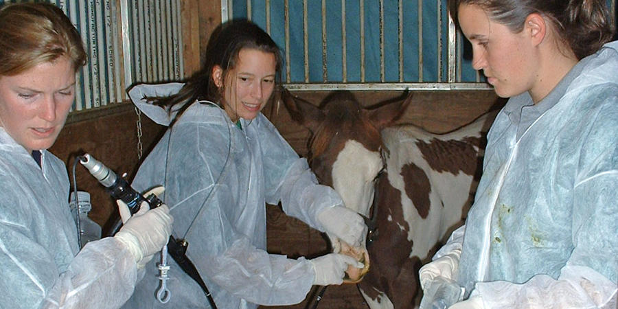 Ashley Boyle (center) of Penn Vet took the lead in writing a new consensus statement on treating, controlling, and preventing the equine infectious disease strangles.