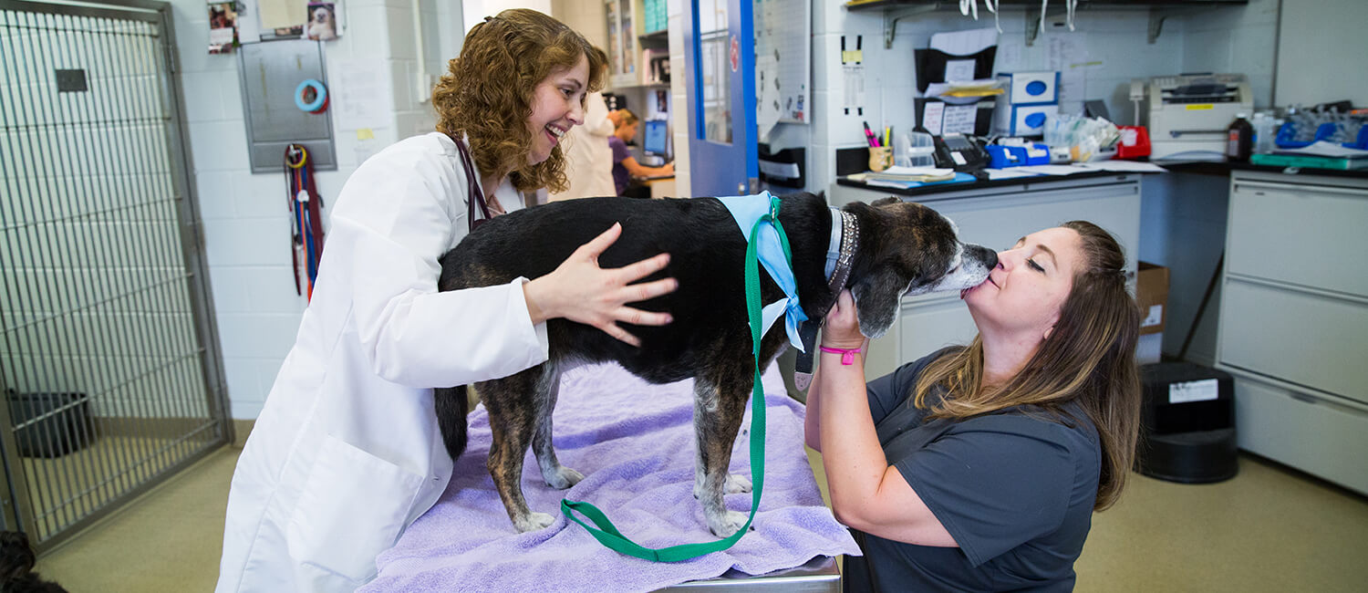 Jennifer Mahoney, a medical oncologist, and Stephanie Corsi, a certified veterinary technician, share some cuddles with Giada at Penn Vet’s Ryan Hospital.