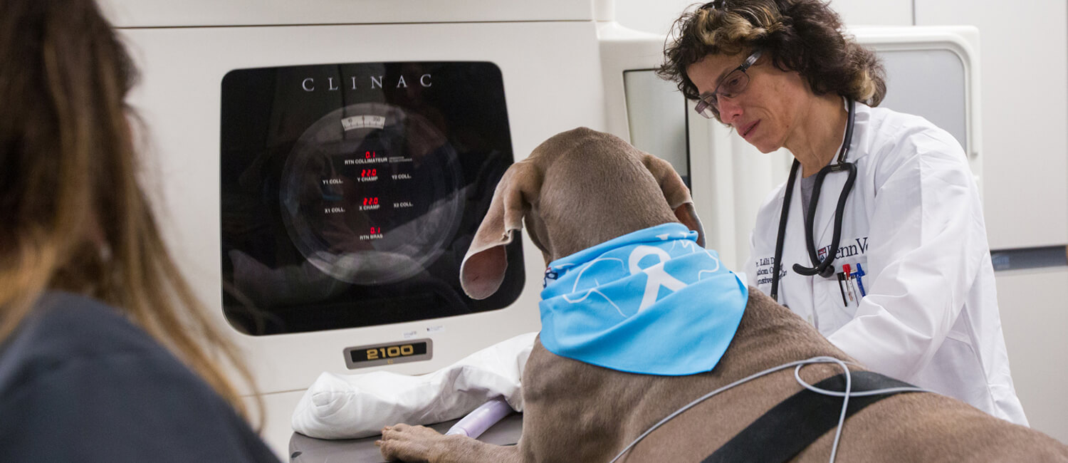 Lilian Duda, a radiation oncologist, is collaborating with colleagues at Penn Medicine to pioneer new therapies that may benefit both humans and companion animals.