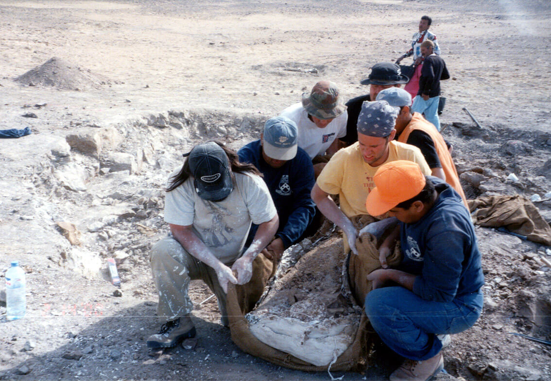 In 2000, a field trip to Egypt conceived of by Dodson’s students, including Matt Lamanna (in bandana), led the discovery of one of the largest known dinosaurs, Paralititan stromeri. Dodson (at the rear in black hat) was among the crew to help move the giant’s fossil humerus. (Image: Courtesy of Matt Lamanna)