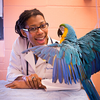 La’Toya Latney heads the Exotics Service at the vet school’s Ryan Hospital and helps mentor students with a special interest in treating less common animal species. (Photo: Scott Spitzer)