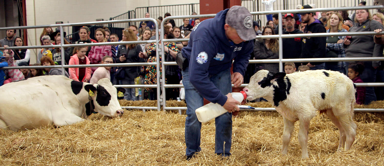 Andy Bollinger, co-owner of Meadow Spring Farm, feeds newborn calf Sherman at the Farm Show’s Calving Corner. Penn Vet’s Mike Pescato was called in to assist in Sherman’s delivery when his mother Karen had trouble during the first day of the Show.