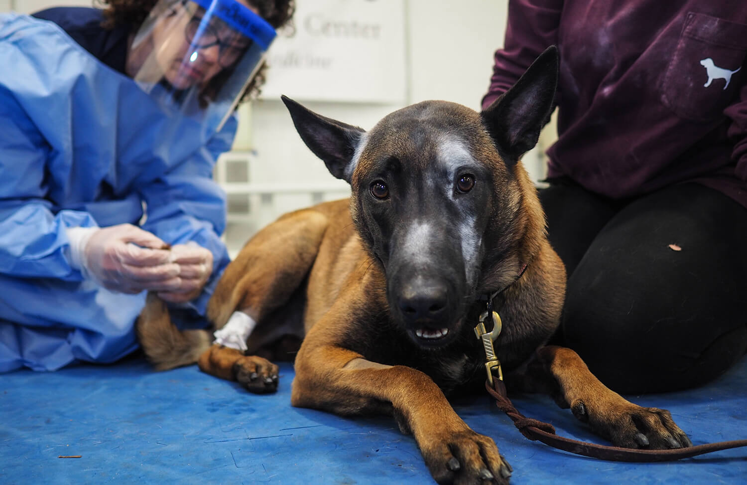 A chance encounter with opioids is a real risk for police dogs. Otto led research investigating how to keep these dogs safe on the job. (Image: Tracy Darling/Superfit Canine)