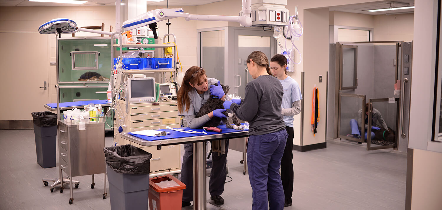 Veterinary technicians care for a patient in the newly renovated Richard Lichter Emergency Room.