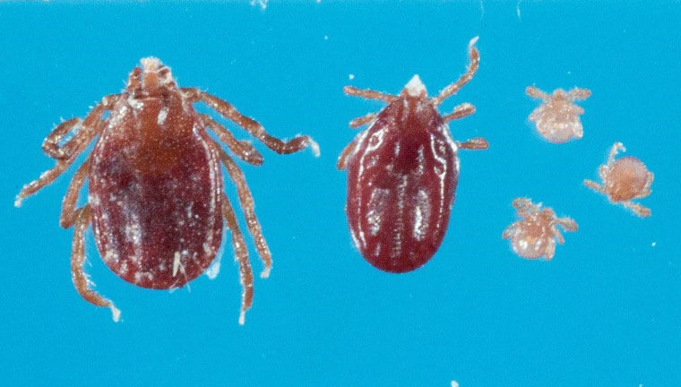 Last August, a sheep in New Jersey was found to be infected with hundreds of Haemaphysalis longicornis ticks, a species native to Asia. Researchers are now investigating the distribution of the exotic tick, and whether it poses a risk to human and animal health. James L. Occi/Rutgers University. 