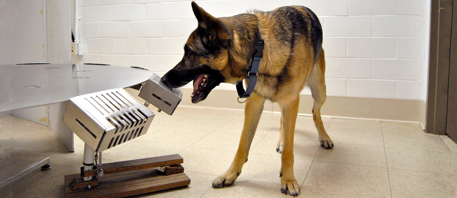 Osa, a 4-year-old German Shepherd, uses her incredible sense of smell to alert on malignant ovarian cancer at the Penn Vet Working Dog Center. 