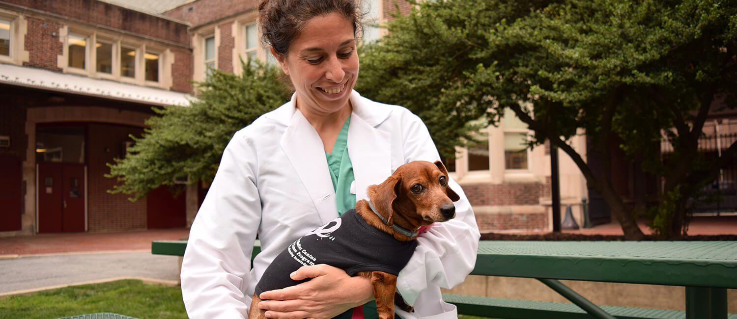 Peaches, a dachshund treated as part of the research program, has found a permanent home with Penn Vet’s Leontine Benedicenti, an assistant professor of clinical neurology.