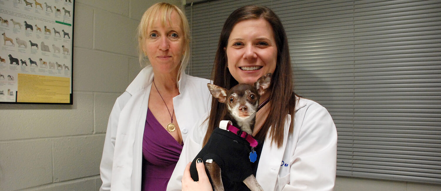 Veterinary oncologist Karin Sorenmo and colleagues cast new light on the complex role of estrogen in canine mammary cancer. The research emerged from Penn Vet’s Shelter Canine Mammary Tumor Program, which assists in treating and then finding homes for dogs like Brownie, pictured with former oncology intern, Kiley Daube.  