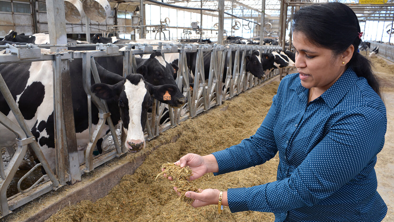 Dr. Pitta’s team adds an enzyme powder to cow feed, which cuts methane emissions by 30 percent.