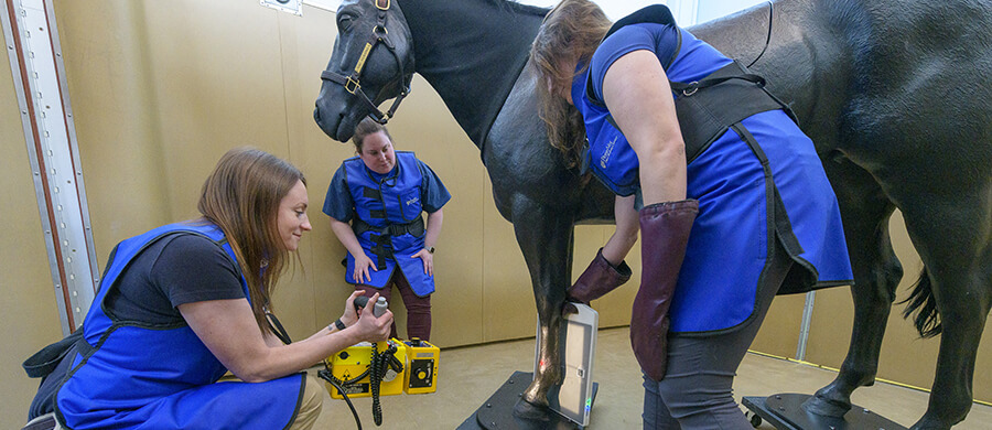 Future equine clinicians learn the art and technology of radiograph procedures, an integral component of veterinary training. (Photo by Jim Graham)