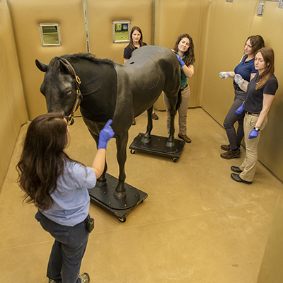 High fidelity veterinary simulators bridge the gap from classroom to clinic, and expand the abilities for students to gain important hands-on experience, competence, and confidence on the trajectory to treating patients. (Photo by Jim Graham)
