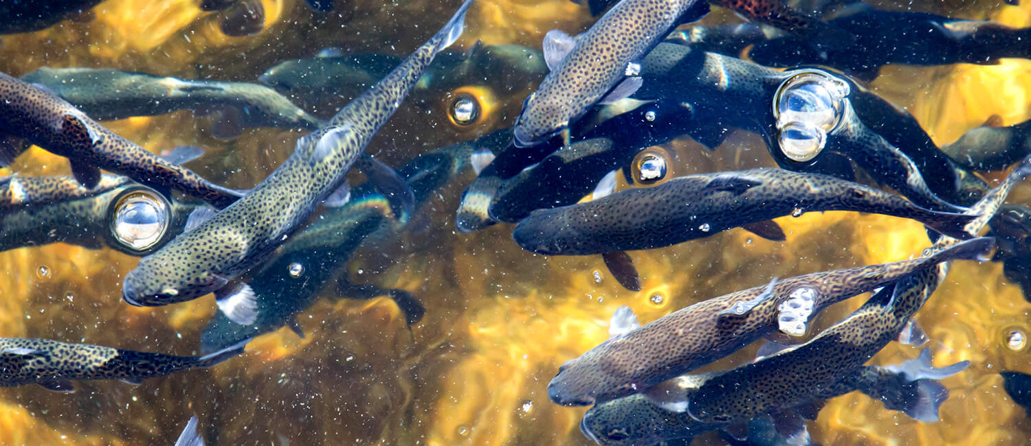 Rainbow trout are the model organism of choice for immunologist Oriol Sunyer of the School of Veterinary Medicine. In a new report, Sunyer and colleagues shed light on the dual roles of a type of antibody in trout—to both defend against pathogens and sustain a healthy microbiome. 