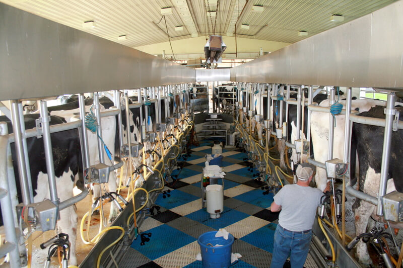 Milking cows, as at Marshak Dairy above, can be compatible with social distancing practices. Elsewhere, at large farm operations, Penn veterinarians are offering guidance about how to reduce the risk of transmission of Covid-19 among workers.