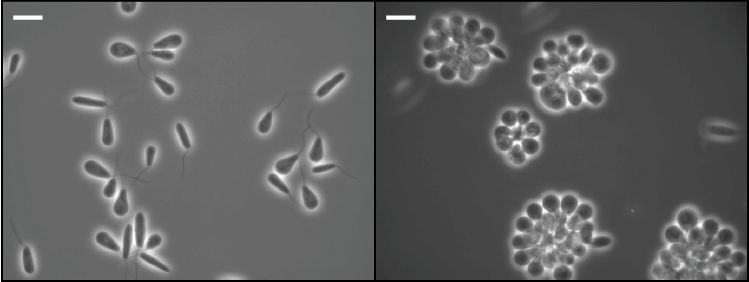 Researchers were able to replicate the two types of Crithidia parasite in the lab. On the left, with flagella, or tails, are “swimming” cells, and on the right are stationary cells growing in rosettes, similar to how the parasites grow in the hindgut of their mosquito insect host. (Image: Michael Povelones)