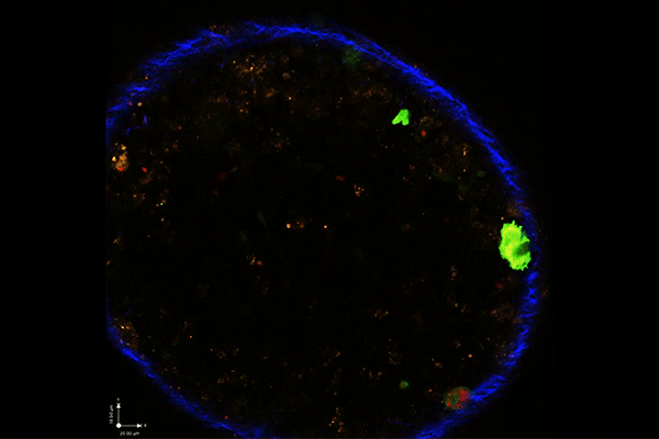 The Toxoplasma parasite (in red) doesn’t need to infect an immune cell to alter its behavior, according to new Penn Vet research. Simply being injected with a package of proteins by the parasite (indicated by cells turning green) is enough to change the host cells’ activity.