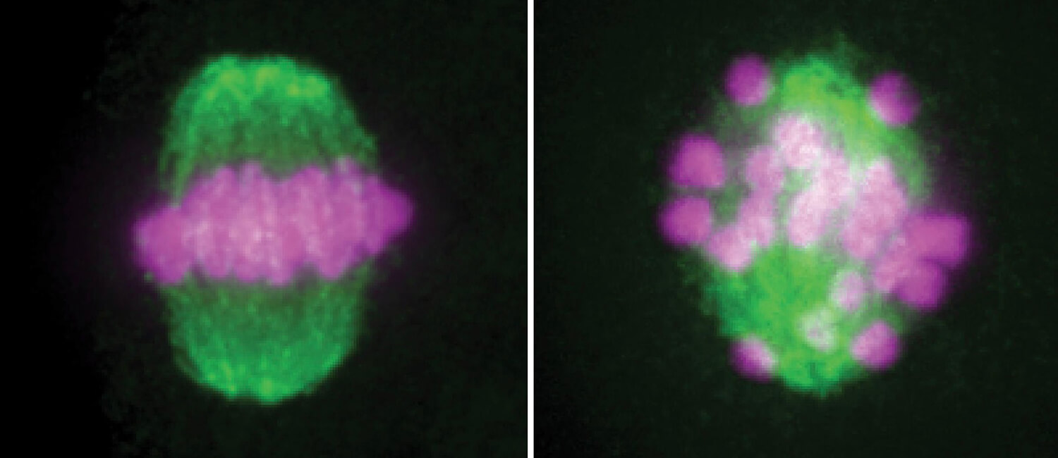 The activity of the Skp1 protein is crucial for sperm formation, Penn Vet scientists found. In a dividing sperm precursor cell, chromosomes (in purple) normally align in the middle, as shown on the left. But in cells lacking Skp1, as shown on the right, chromosomes fail to align and are instead distributed chaotically around the cell.