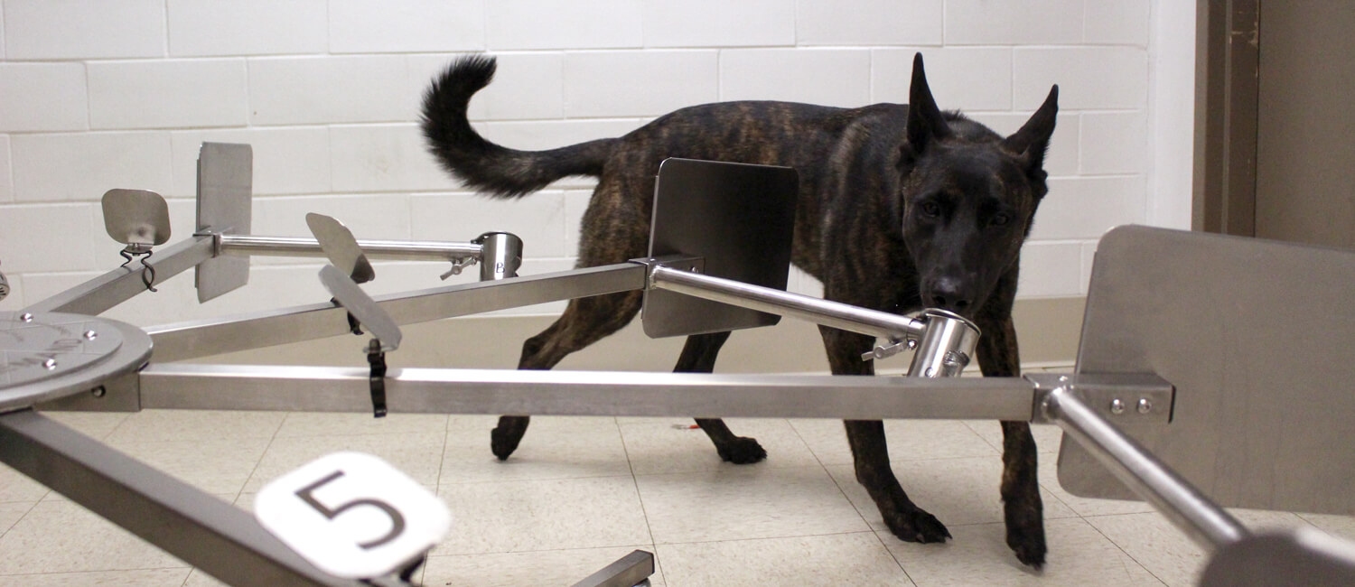 Lucy conducts scent detection training at the Penn Vet Working Dog Center