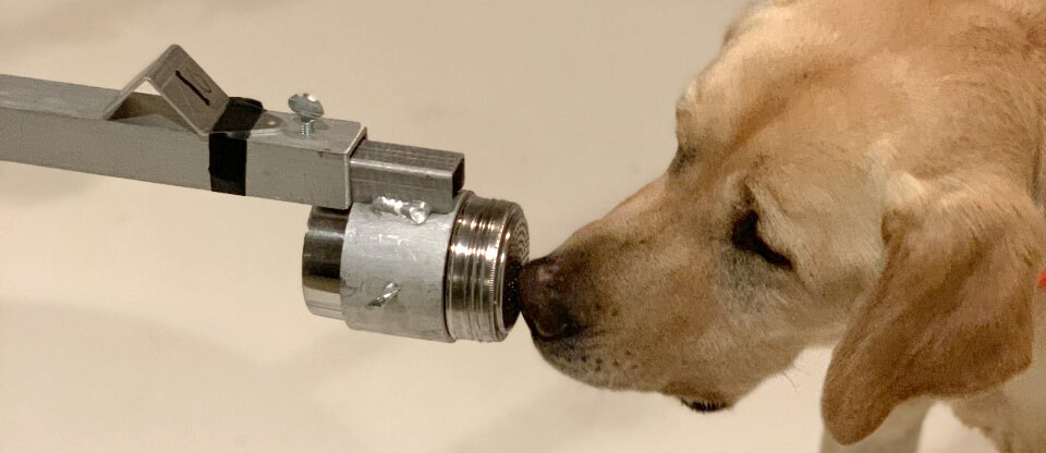 Poncho, a two-and-a-half year old yellow Labrador retriever, was one of the dogs trained in a Penn Vet-led study to see if his and his fellow canines’ sensitive noses could discriminate positive from negative SARS-CoV-2 samples.