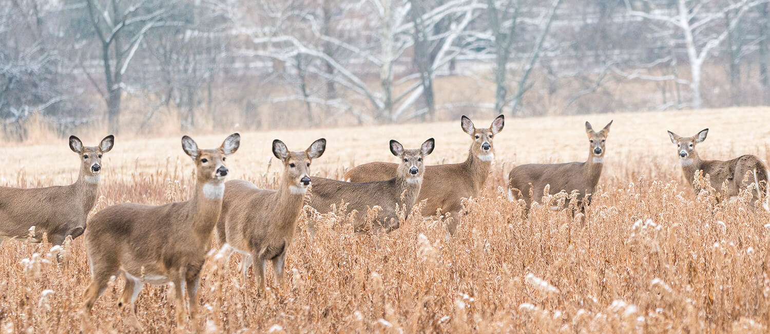 Deer in Pennsylvania
