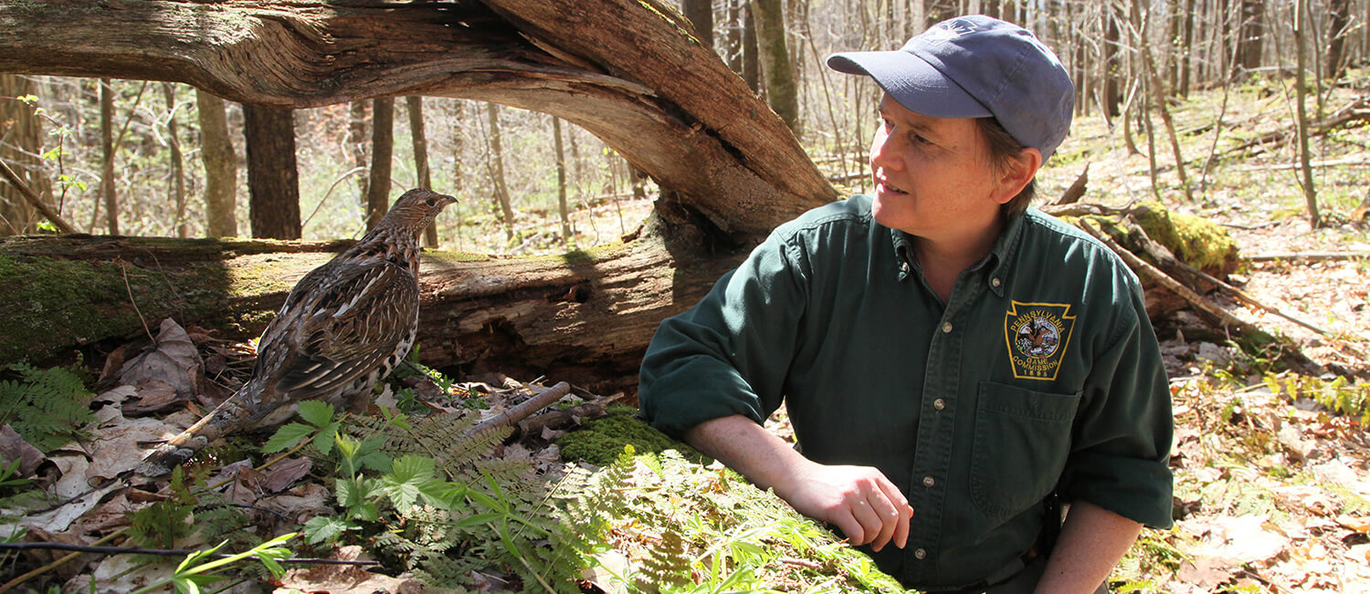 As the Wildlife Futures Program evolves, it will address additional wildlife disease challenges. As one example, state wildlife biologist Lisa Williams has underscored the threat that West Nile virus poses to the Pennsylvania state bird, the ruffed grouse. (Image: Hal Korber/Pennsylvania Game Commission) 