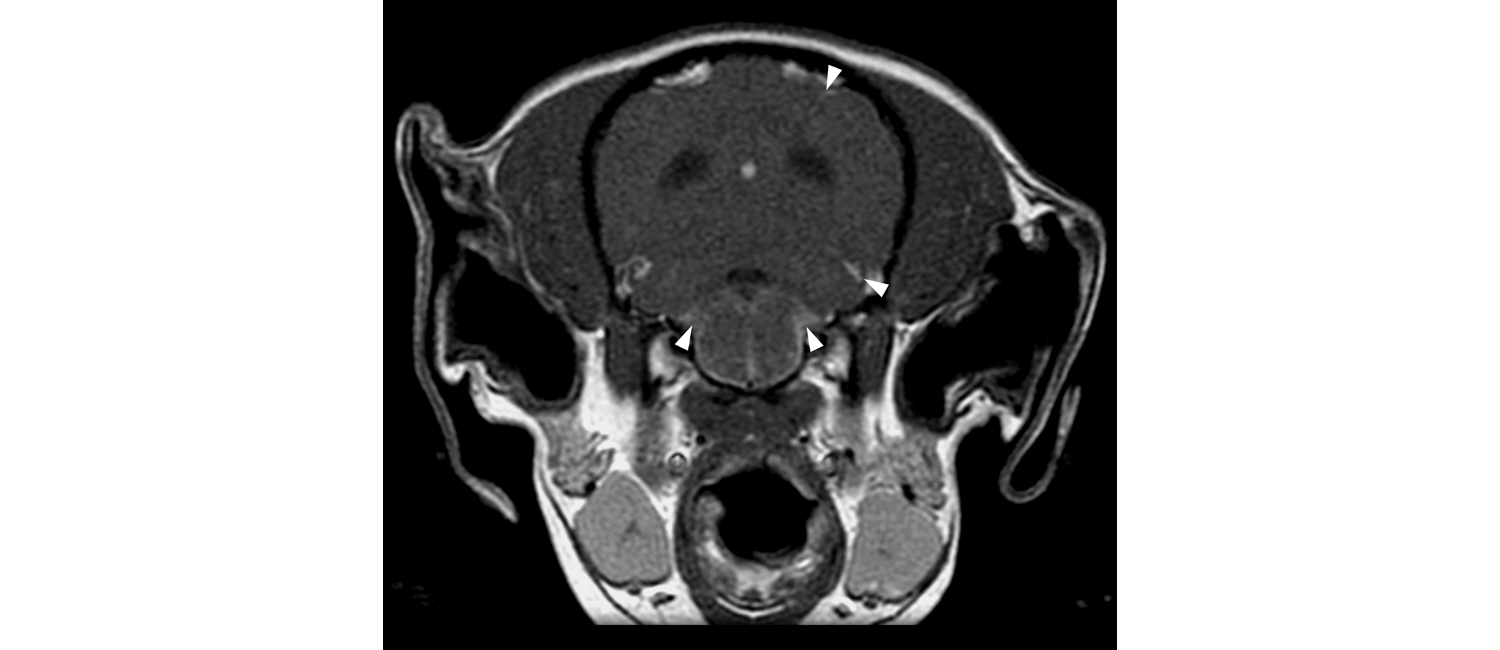 A dog with GME has areas of higher contrast (indicated by arrows) in the meninges, where B cells accumulate. This is also seen in chronic forms of multiple sclerosis. (Image: Penn Vet)