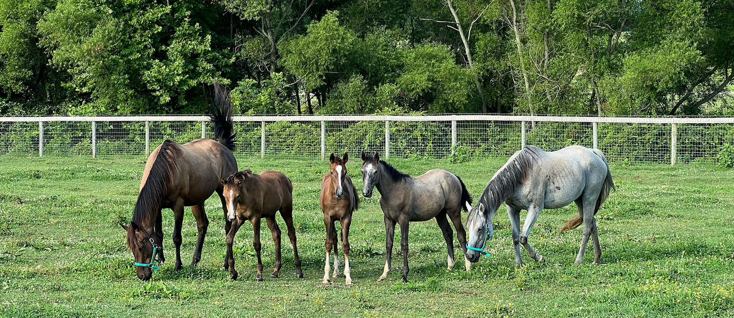 Horses standing in a field at New Bolton Center