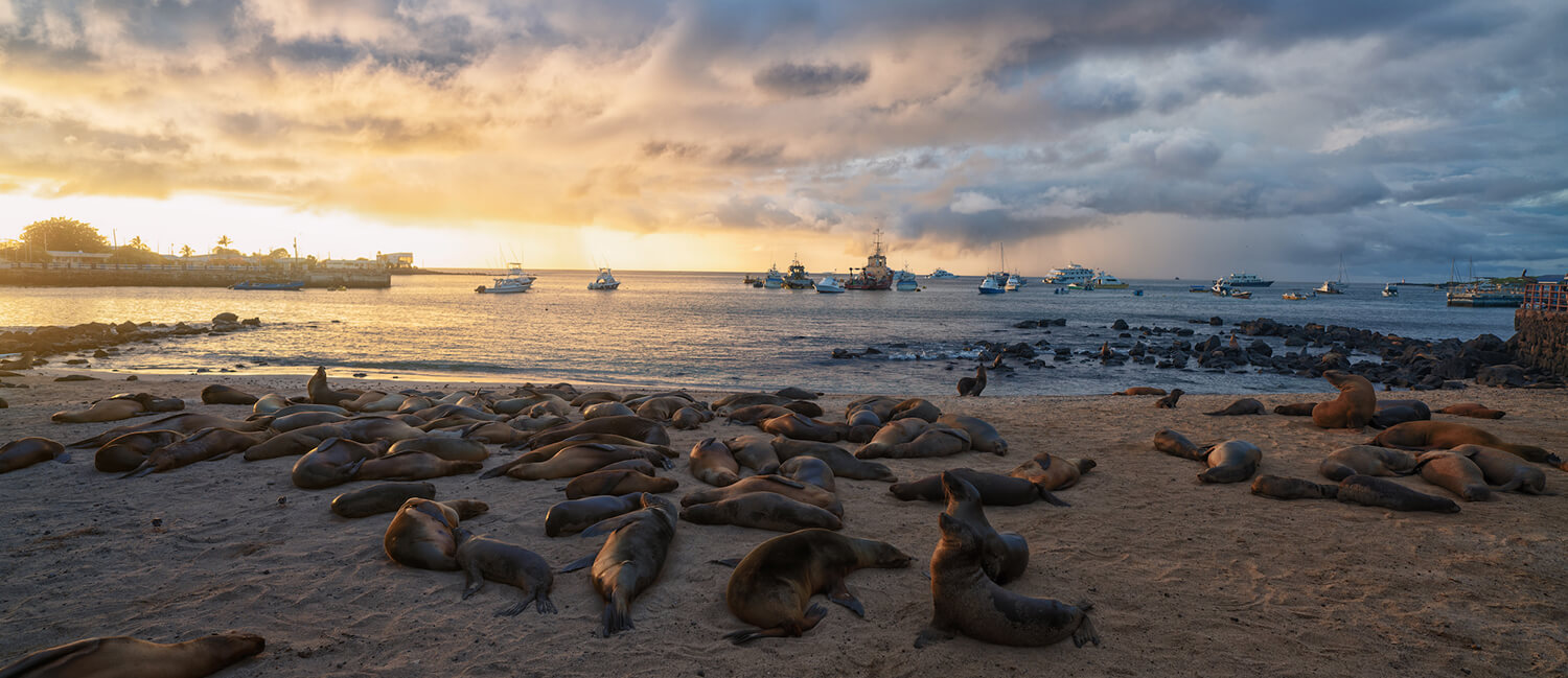 Certain beaches are dominated by sea lions, others are used primarily by people, and some are visited by both. The Penn team sampled ocean water to look for evidence of fecal contamination. (Image: Daniel Beiting)