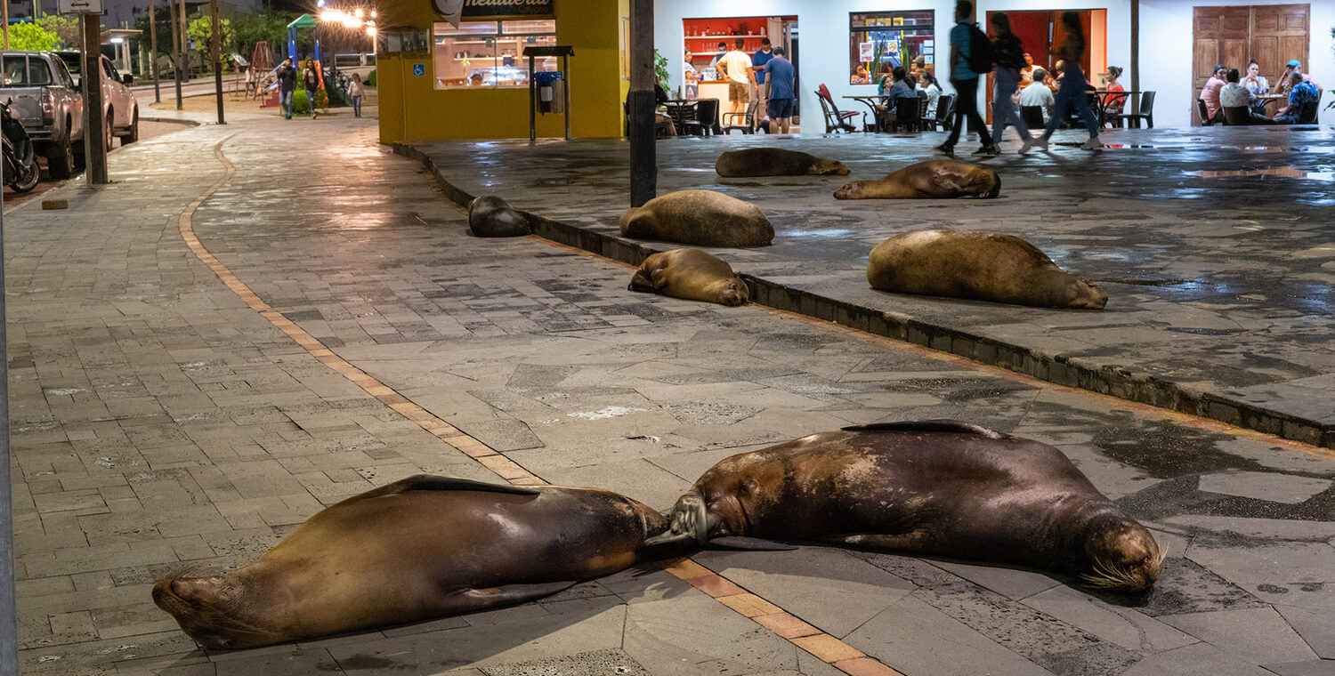 The close interaction between people and wildlife, particularly sea lions in the Galápagos is of relevance to both marine and public health, says Beiting. “I am just fascinated by one of the most intense interactions between humans and marine mammals that likely exists on the planet.” (Image: Daniel Beiting)