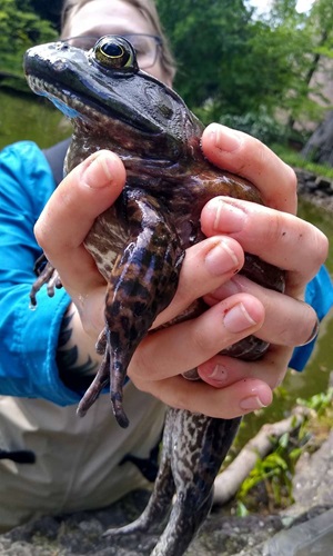 holding a bullfrog during kasky BioPond bioblitz