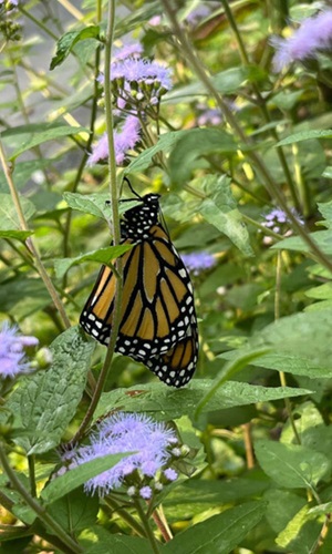 monarch butterfly on a plant