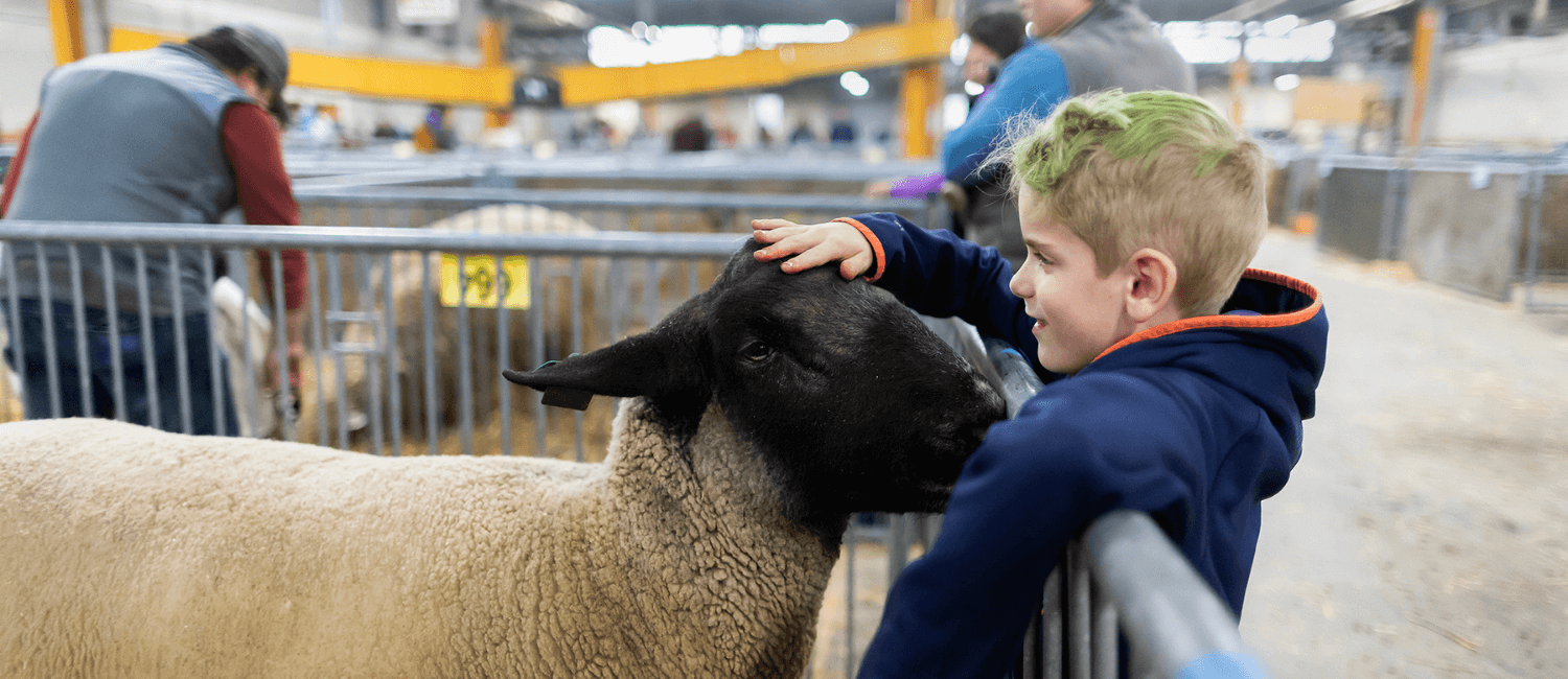 pa-farm-show-kid-sheep