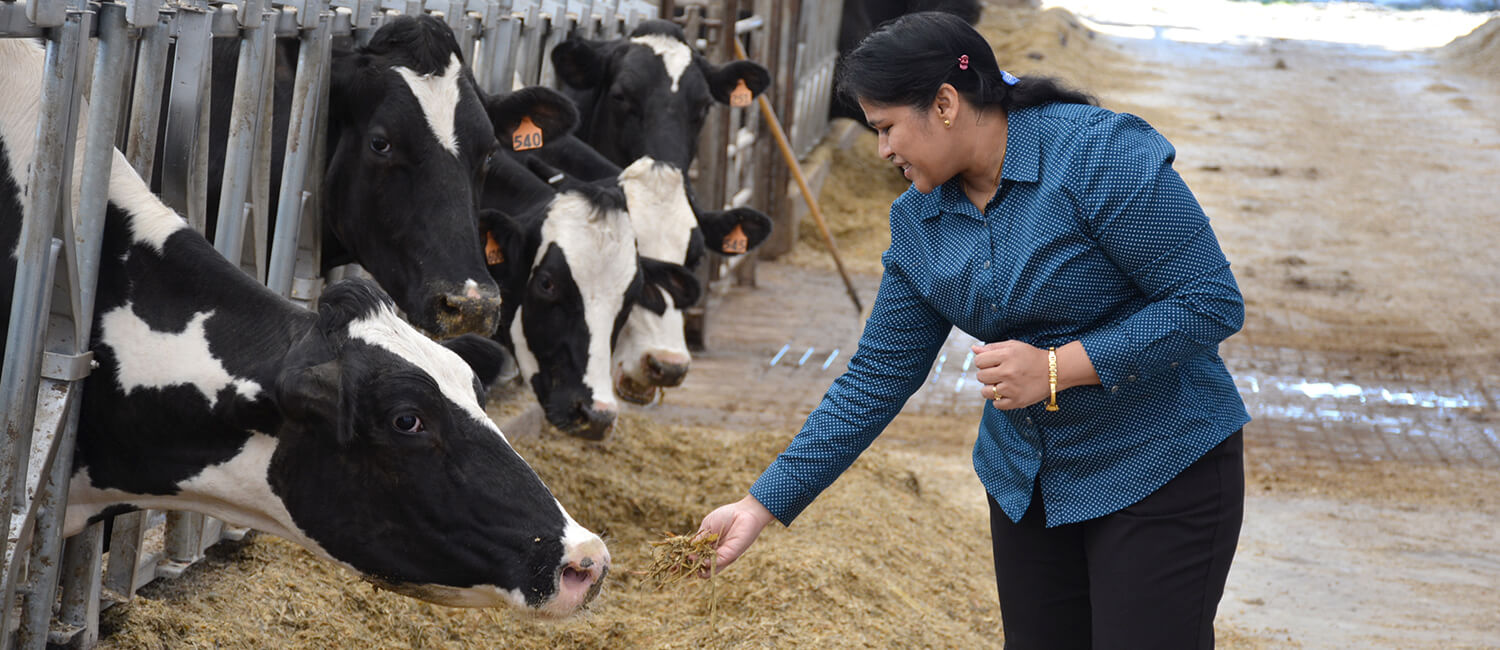 Principal investigator Dipti Pitta, MVSc, PhD, receives grant from the USDA’s National Institute of Food and Agriculture to build upon pioneering research on rumen microbiota and nutrient utilization.
