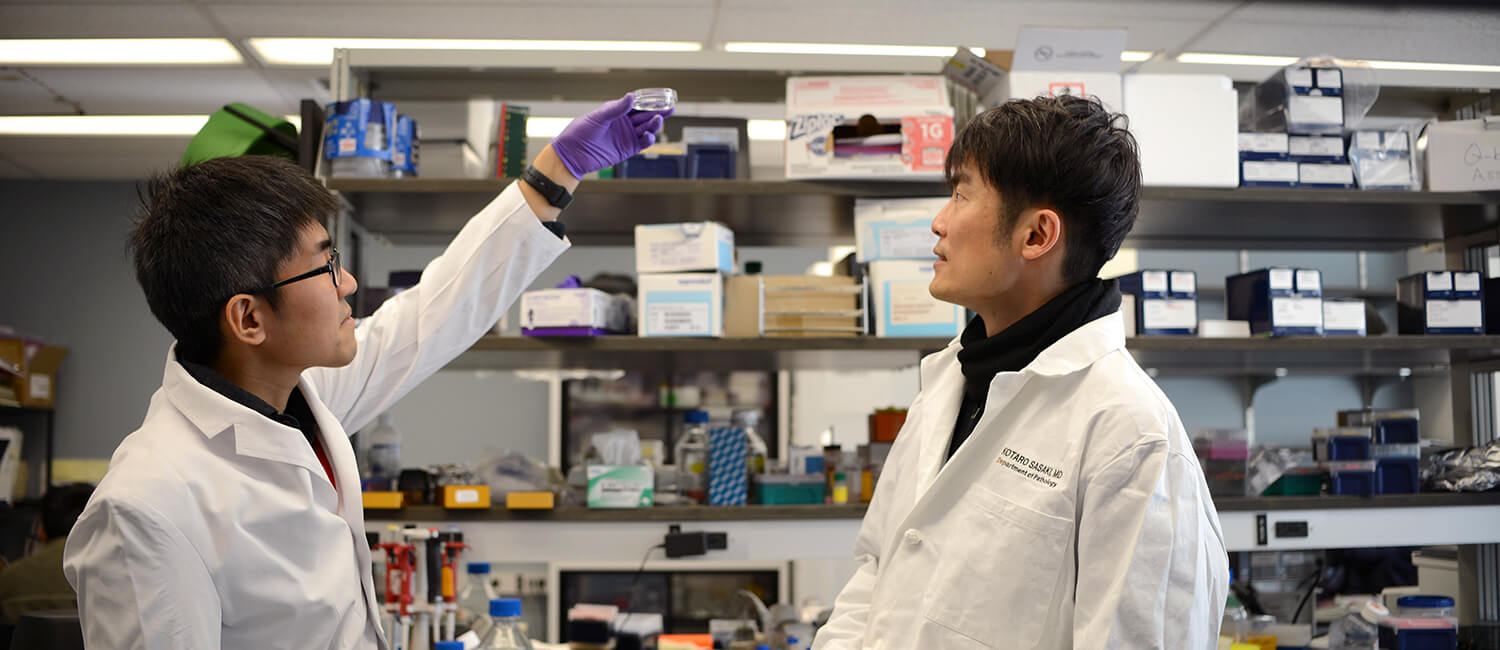Postdoc Michinori Mayama and Assistant Professor Kotaro Sasaki view the adrenal organoids grown in their lab.