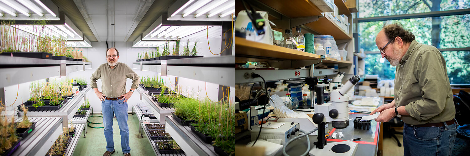 Photos of Poethig in one grow chamber filled with Arabidopsis thaliana (left) and in his laboratory (right).