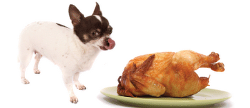 thanksgiving-pet-tips