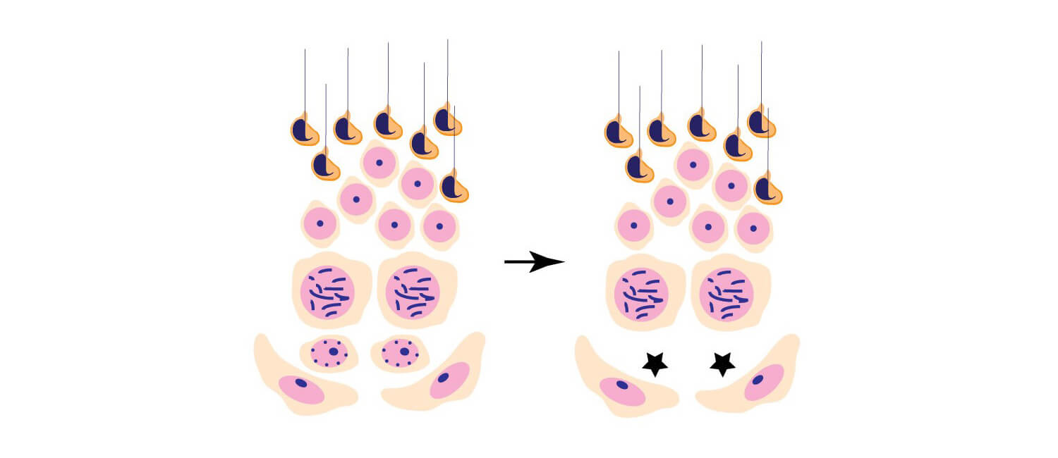 Wang-stem-cell-header