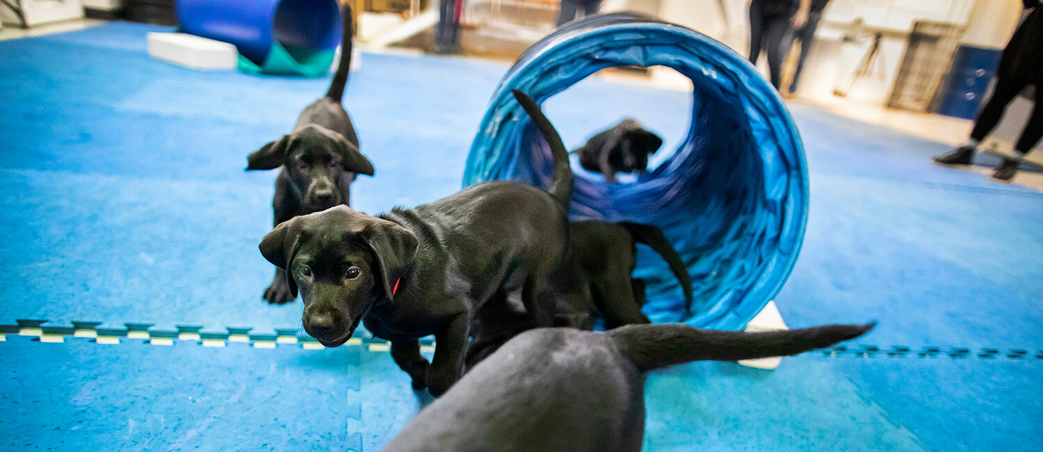Puppies at the Penn Vet Working Dog Center, like these black Labs of the “U litter,” begin their formal training at the tender age of 8 weeks, an unusual feature of the program. Playtime is an important part of that preparation, building confidence and improving physical and social skills.